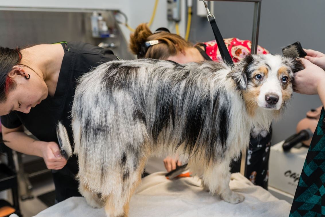 students working on dog